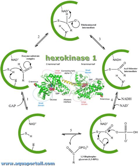 Hexokinase .